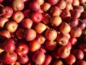 æbler,apples-1432909-m
